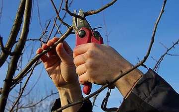 Pruning in Autumn and Winter By Jo Poultney You might wonder why we prune plants at all, after all they don't get pruned in the wild.