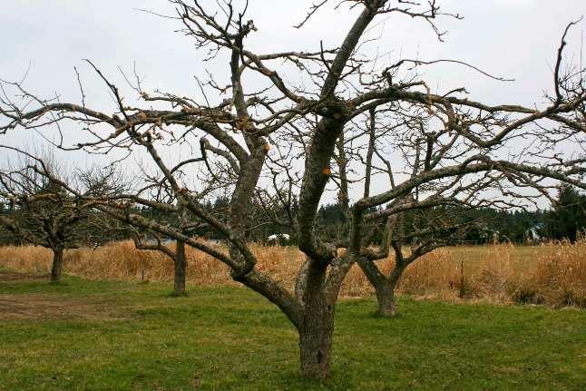 Fruit Tree Pruning By David S. Rose Pruning fruit trees is an art and a science. It is important for good tree health, for larger fruit and ease of picking.