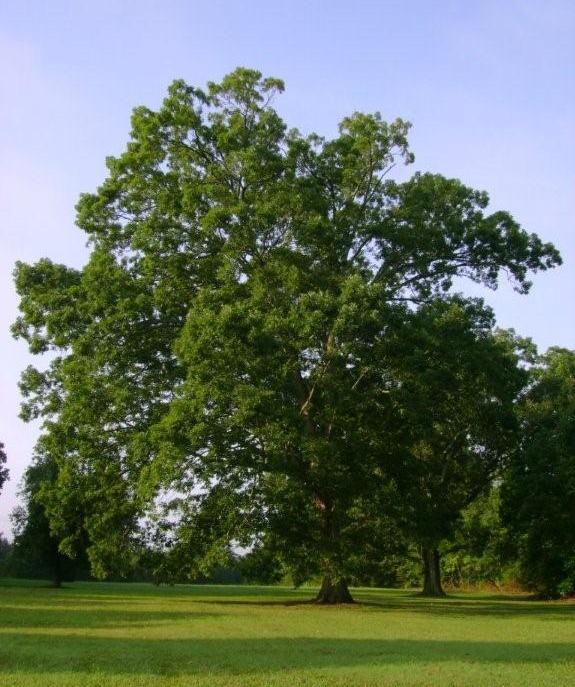 Seven Oaks Bed & Breakfast was named for the large, signature oak trees located throughout the property.