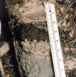 ERDC/EL TR-12-1 48 Indicator A5: Stratified Layers Technical Description: Several stratified layers starting within 6 in. (15 cm) of the soil surface.