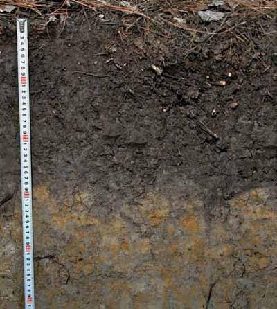 ERDC/EL TR-12-1 50 Figure 12. In this soil, a depleted matrix starts immediately below the black surface layer at approximately 11 in. (28 cm).