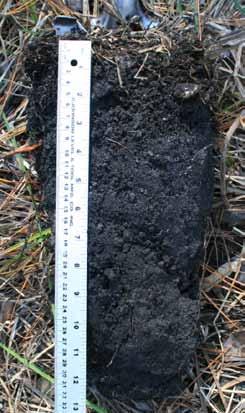User Notes: This indicator applies to soils with a very dark gray or black surface or near-surface layer that is underlain by a layer in which organic matter has been differentially distributed