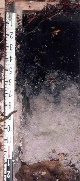 ERDC/EL TR-12-1 59 Figure 20. In this soil, the splotchy pattern below the dark surface is due to mobilization and translocation of organic matter. Scale in inches.
