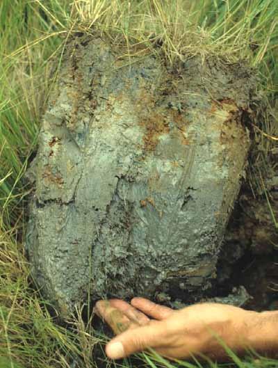 ERDC/EL TR-12-1 62 Figure 22. This soil has a gleyed matrix in the lowest layer, starting about 7 in. (18 cm) from the soil surface. The layer above the gleyed matrix has a depleted matrix.