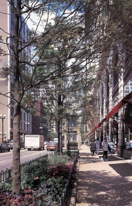 A street within the study area that lined with trees and ground plantings looks and feels narrower and more enclosed, which encourages drivers to slow down and to pay more attention to their