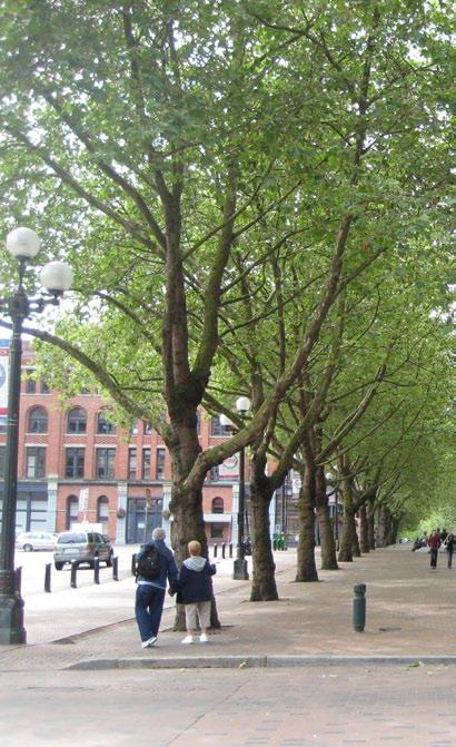 Street trees and landscaping are the main components of the urban forest and they contribute to the overall improvement of the urban environment.