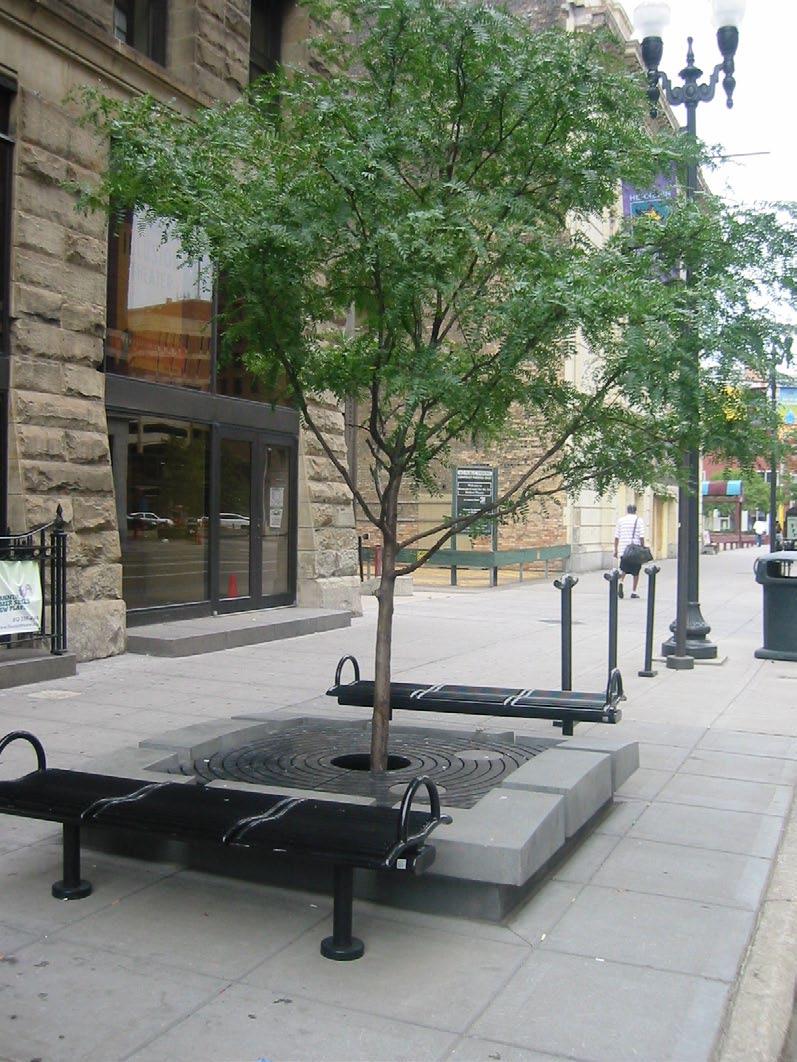 Street Trees Street trees are the most important organizing element of the public realm environment.
