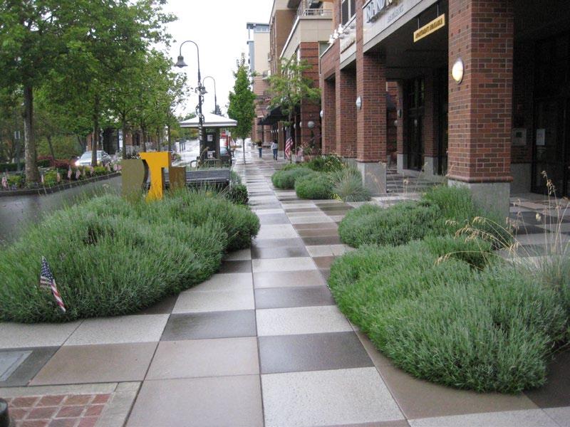 Ground Level/ Understory Landscaping Ground level and understory landscaping includes sidewalk planting strips, raised planters and landscaping in stormwater management areas.