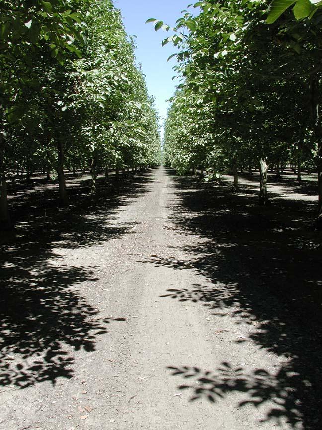 Most walnut hedgerows have 65-75% light interception which would suggest a yield potential of 3.2 to 3.7 tons/acre.