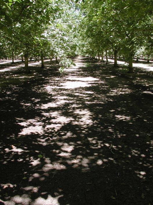 5 ton/acre less so yield potential is about 2.7-3.2 tons/acre. Optimum tree spacing appears to be in a standard square or offset square spacing design at about 56-75 trees per acre (e.g. 25 x 25 = 70 trees/acre, 28 x 28 = 56 trees/acre).