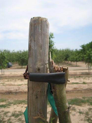 Leave larger caliper trees on higher side, smaller caliper trees on shorter side. Rootstocks can either be grafted in spring after planting, fall budded, or grafted the following spring.