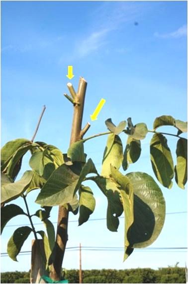 Walnut Newsletter Page 3 Photo 3. 1 st leaf tree headed in July forcing primary buds (yellow arrows) that were headed again in September. (Photo credit: J. Hasey) Photo 4.