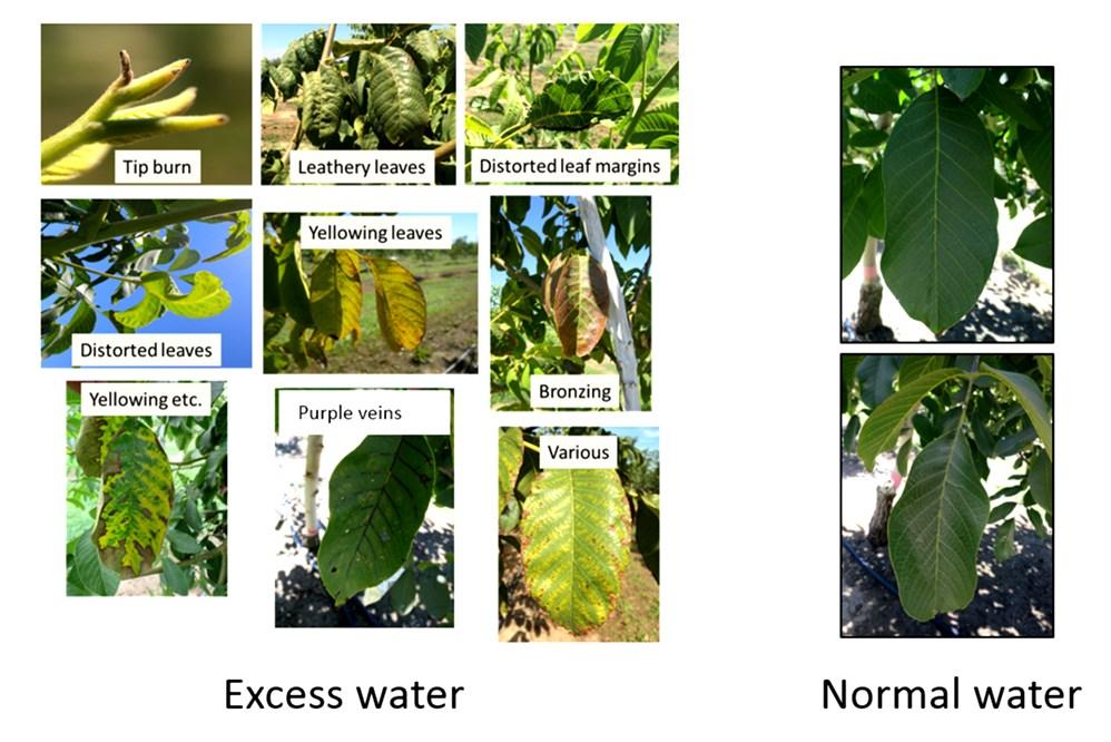 Walnut Newsletter Page 6 Leaf Symptoms of Overwatering Walnut Trees Bruce Lampinen, UCCE Walnut Specialist, UC Davis Various symptoms observed on trees that were intentionally over-irrigated