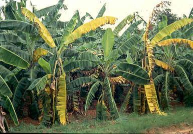 Panama wilt/fusarium wilt Cultural Practices Soil