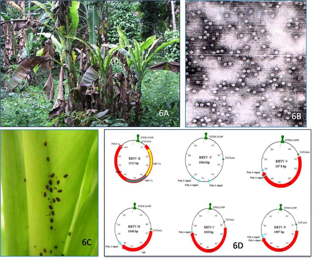 A. Banana bunchy top disease; B, virion of BBTV; C, Banana black aphid (Pentalonia nigronervosa)