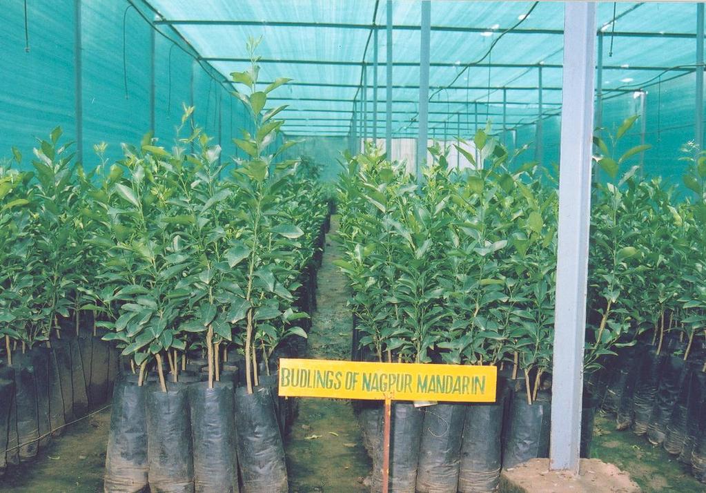 Planting material (Nagpur mandarin) -