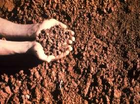 Importance of soil organic matter How different soil amendments affect the structure, texture, and ph of soils Soil organisms & effect on the chemical and physical properties of soil Colloids, CEC,