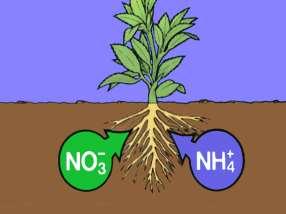 in freshly added organic matter are not immediately available to plants Residues must be decomposed