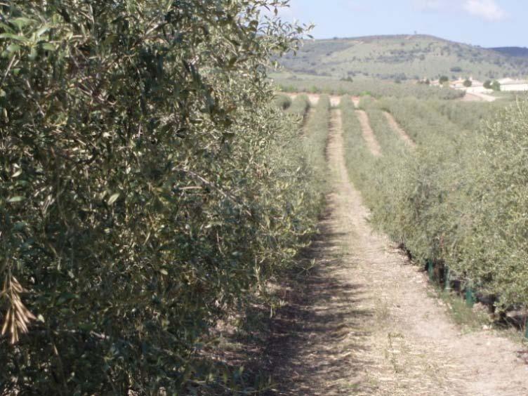 Hedgerow or superintensive olive orchard Spacing: