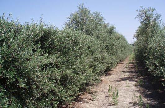 UPM RESEARCH CHALLENGES OF HEDGEROW OLIVE ORCHARDS To determine optimal structure Radiation threshold values for fruit number and