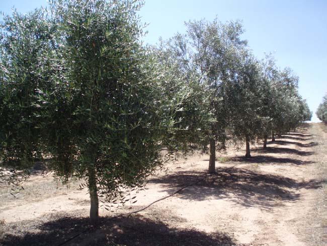 Central Area of Spain : productivity and quality Orchard characteristics - Few varieties: Cornicabra, Arbequina, Picual, Manzanilla cacereña (Barranco et al.