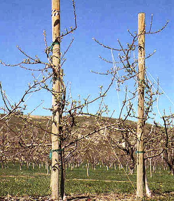 Third spring Many shoots develop on secondary scaffold branches, which considered as the tertiary scaffold branches of the tree.