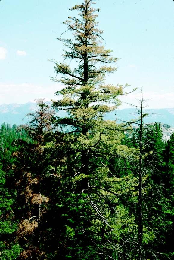 Discoloration of Tree Crown Trees that have been weakened by root diseases are prime targets for attacks by insects, particularly bark beetles.