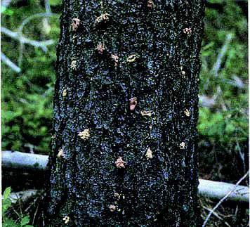Bark Beetle Attacks The most common bark beetles in California include the western and mountain