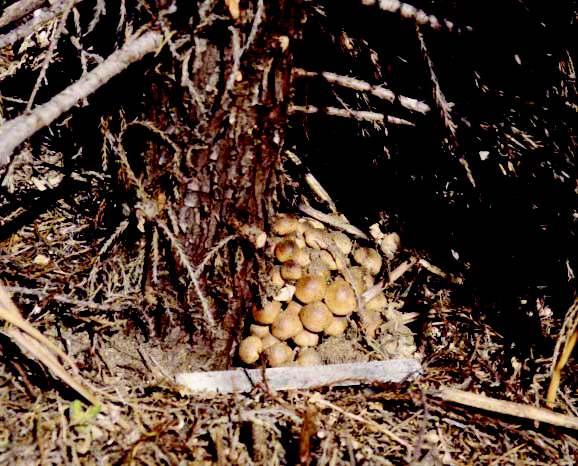 Mushrooms or Conks at Base of Tree Fruiting