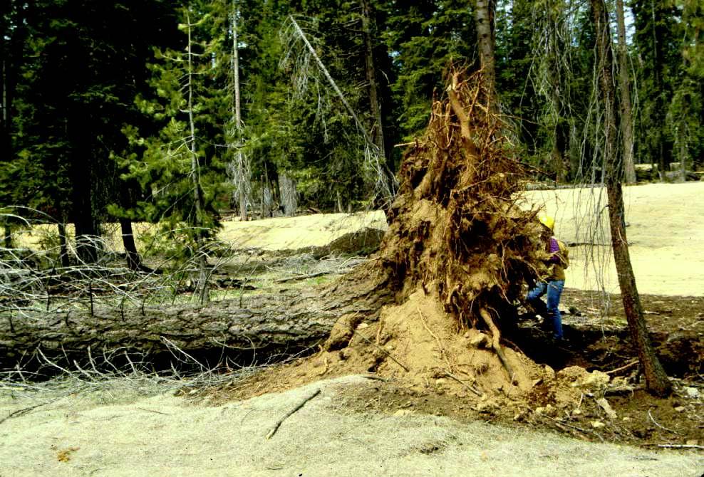 Windthrow Without Root Disease Sometimes trees with healthy root systems are uprooted, especially during storms, because the soil is shallow or there is a high