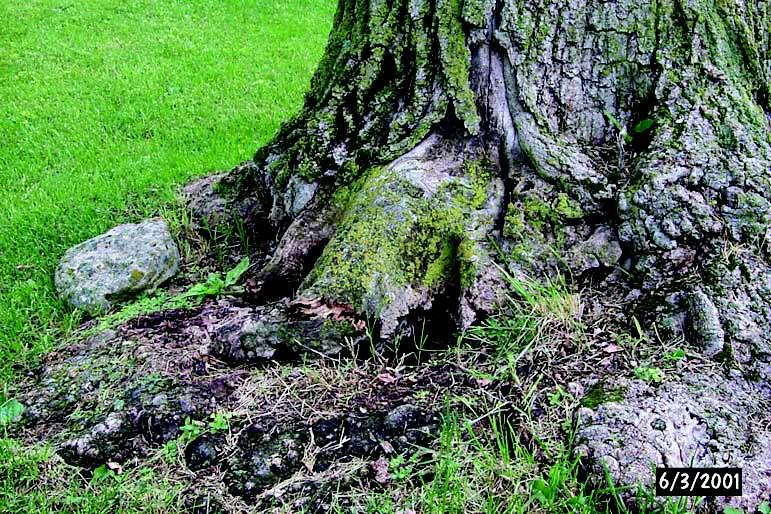 soil near the tree, mounding of soil in the root
