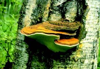Conks = Fruiting