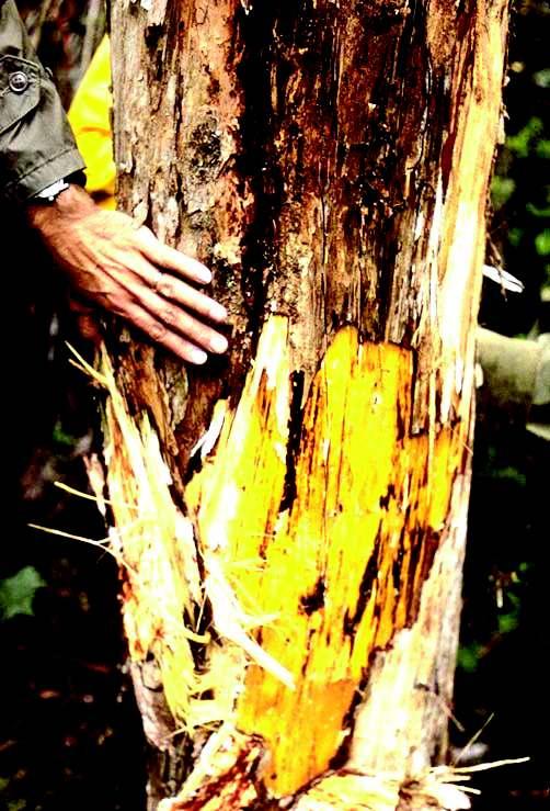 2. Butt and Bole Defects - Sapwood Rots Decay of the outer sapwood is less common than heartwood rots in California and occurs most often in