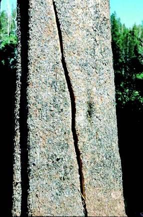 2. Butt and Bole Defects - Cracks and splits Cracks in the bole can occur due to lightning, frost, or because the tree