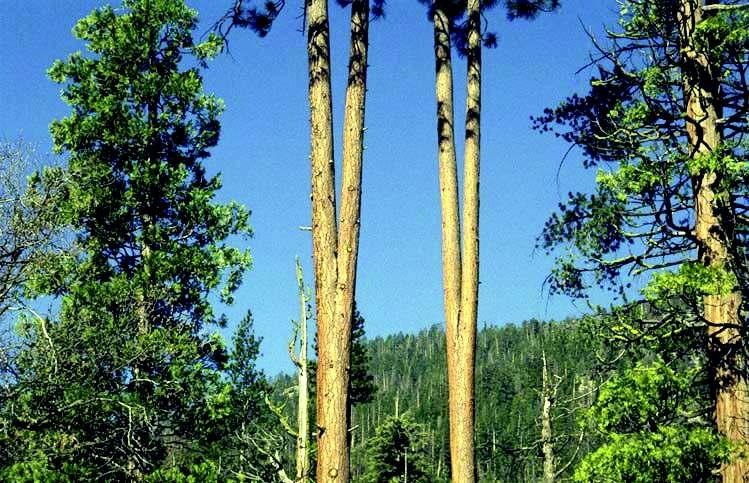 2. Butt and Bole Defects - Codominant stems Codominant stems occur when a tree forks and