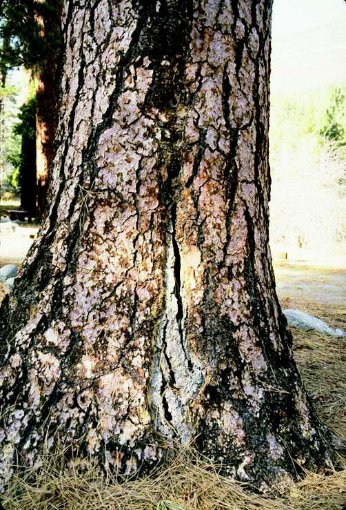 6. Whole Tree Defects - Multiple defects The tree on the left is leaning and had a crack at the base facing away from the lean.