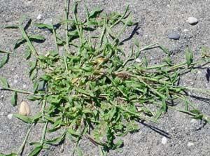 Spread evenly on lawns. Avoid any bare spots where reseeding grass. Water in if there is no rain.