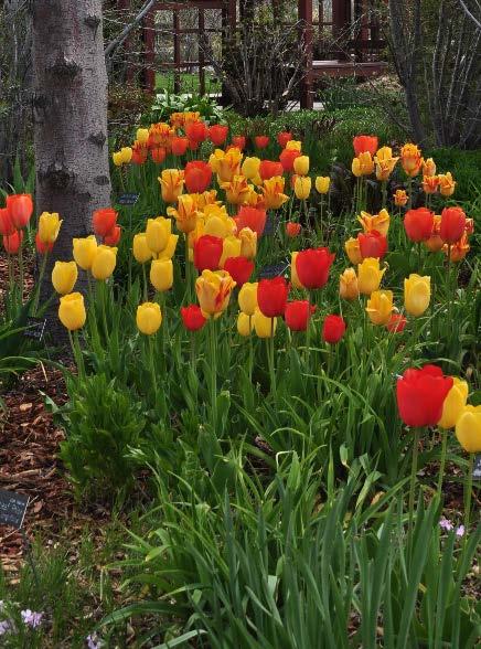 Provide early spring color Amix of bulbs