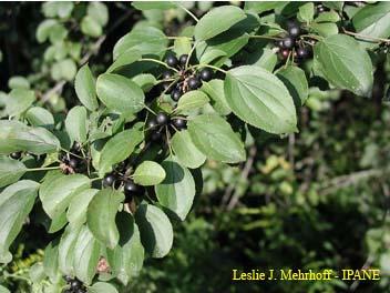 Glossy buckthorn fruits are similar, but progressively ripen from a distinctive red to a dark purple-black. Fruits ripen in late summer, and are about 1/3-inch in diameter and contain 2-3 seeds.
