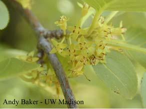 Common buckthorn occurs in uplands, mainly in the understory of oak woods, savannas, riparian woods but also in grasslands.