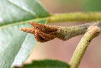 Leaves are similar to glossy buckthorn but have fine teeth, fewer (5-6) pairs of veins and are hairless on the undersides. Lance-leafed buckthorn (R.