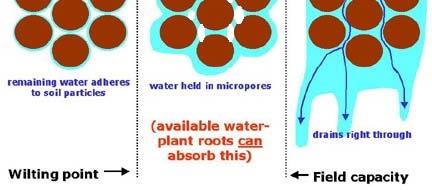 Water Retention As a soil dries, water is held more tightly by the soil particles Plant uses water tension to pull water into the roots When the soil has more tension than the roots, the plant is