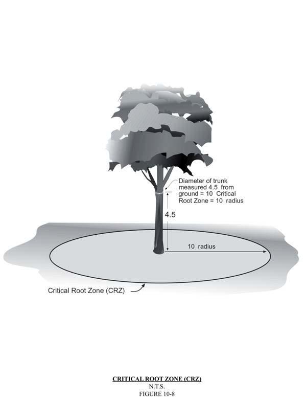 Not to Scale Figure 2.6. Critical Root Zone (CRZ).