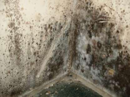 WHAT CONTRIBUTES TO INFECTIONS? Molds: 100 s of thousands types of molds are present Only a few are dangerous to people.