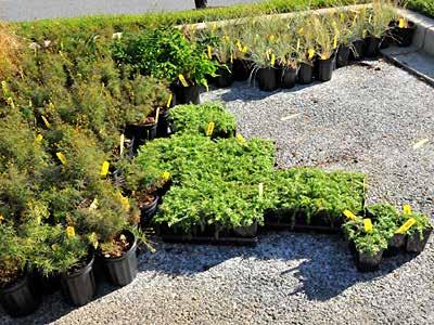 Many cultural and pest problems on woody ornamentals can be avoided by selection of high quality plant material.