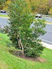 the trunk in your landscape. When inspecting the trunk, be sure the natural trunk flare is visible at soil level.