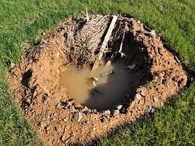 Standing water in planting hole indicates poor drainage. Site Selection and Preparation: The installer should loosen the soil.
