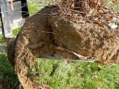 However, for large trees that may weigh hundreds of pounds removing all of the burlap and wire baskets may not be practical.