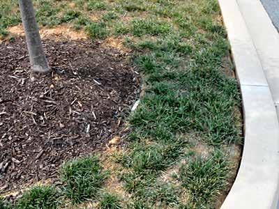 It is not necessary to prune an ornamental tree before, or after planting unless broken or damaged