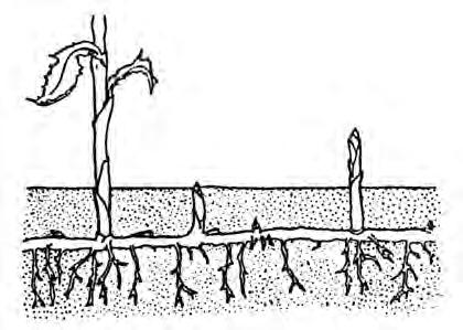 A stolon is a horizontal stem that is fleshy or semi-woody and lies along the top of the ground. Strawberry runners are examples of stolons. Remember, all stems have nodes and buds or leaves.